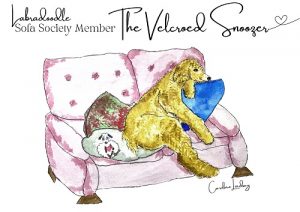 Labradoodle Signed Print 'The Velcroed Snoozer' Sofa Society Member